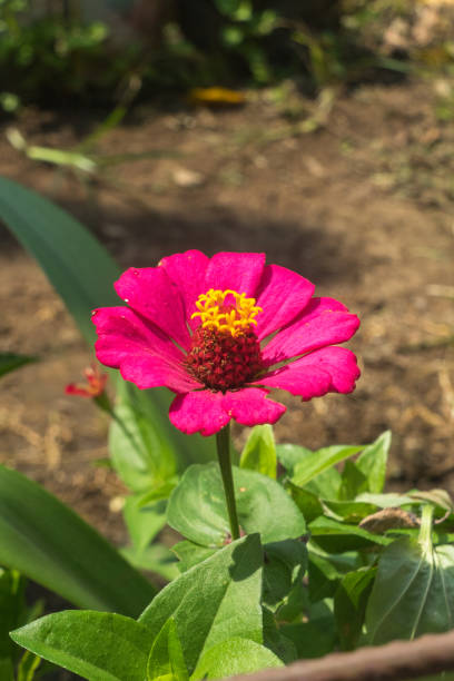 istock Pink zinnia flower blossom 1589446379