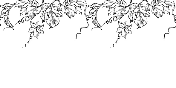 Hand drawn ink vector pumpkin gourd squash flower, tendrils and leaf. Seamless border. Sketch illustration art for harvest, farming. Design for website, restaurant menu print, cafe, wedding invitation