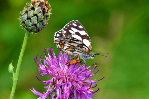 A black and white butterfly and a small brown beetle feed on a pink flower.