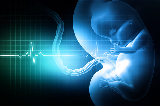 Fetus baby with heart beat pulse. 3d illustration