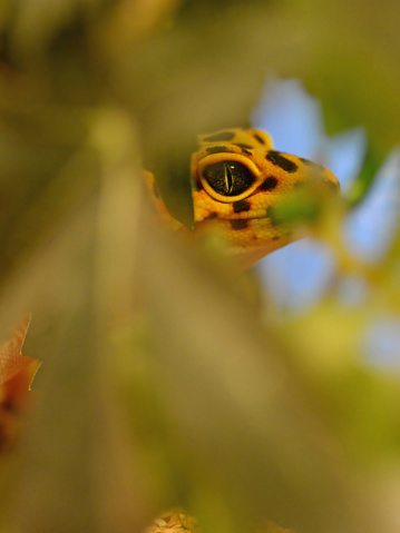 exotic pet: single common ( Eublepharis macularius) leopard gecko, living inside of a terrarium. Hiding between green leafs.