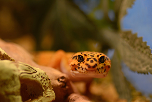 exotic pet: single common ( Eublepharis macularius) leopard gecko, living inside of a terrarium.