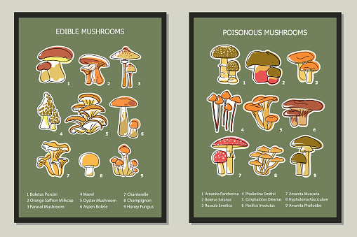 Set of posters with edible and poisonous mushrooms. Wall art, decor, card, cover, template. Forest mushrooms stickers on a dark background.Vector illustration. Minimalist style.