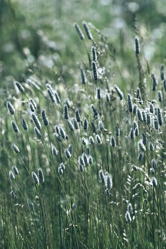 A meadow full of bottlebrush grass Hameln ( Pennisetum Alopecuroides ),olive green monochrome