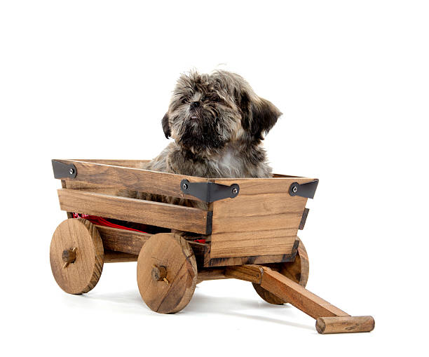 istock Shih tzu puppy in wagon 158946014