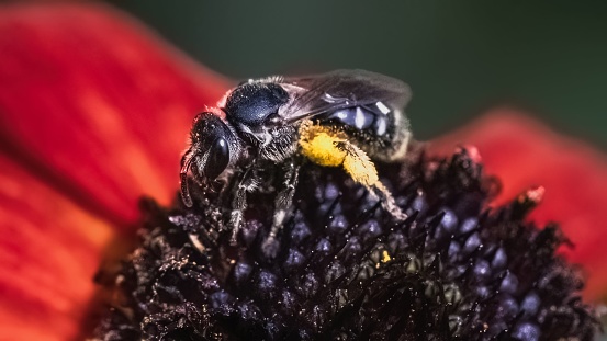 A macro of a Lasioglossum Sweat Bee carrying pollen on her legs