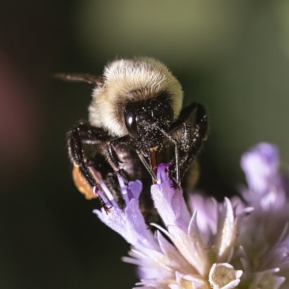 A macro of a Common Eastern Bumble Bee (Bombus impatiens) feeding on purple lavender flowers