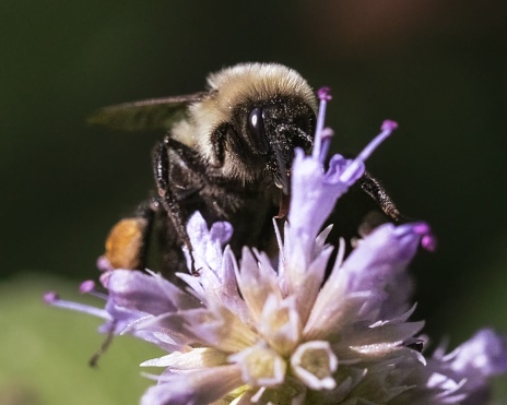A macro of a Common Eastern Bumble Bee (Bombus impatiens) feeding on purple lavender flowers