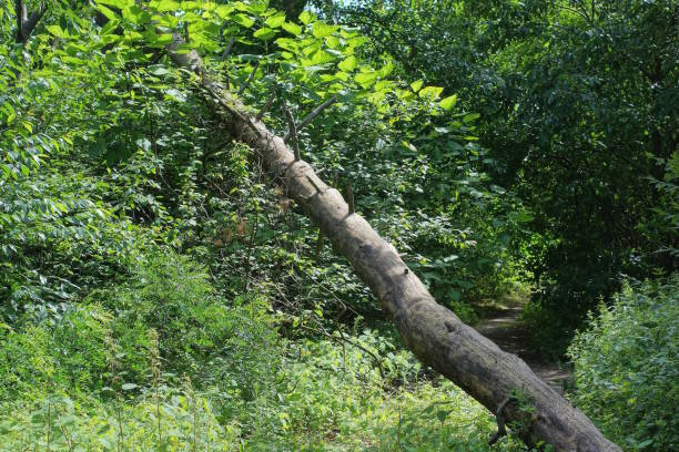 istock part of an old dry gray fallen pine tree 1589463433