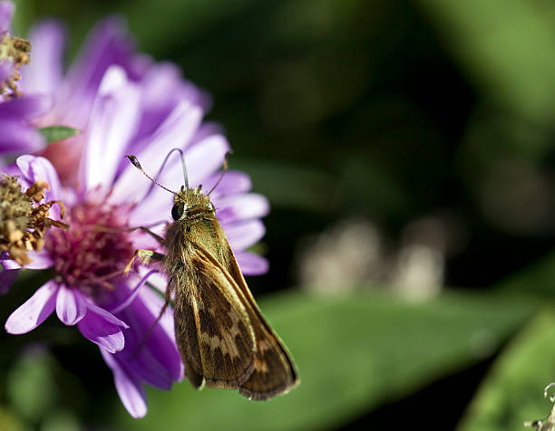 Makro z moth – zdjęcie