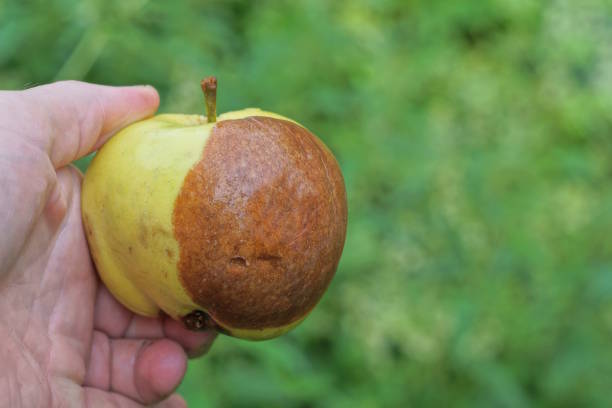 istock a hand holds one brown rotten apple in a summer garden 1589466185