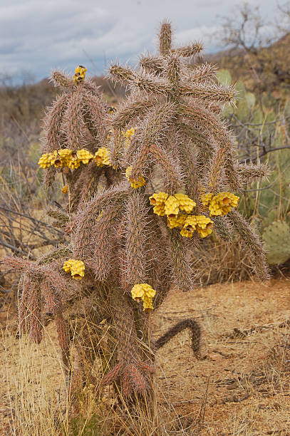 Cholla Cactus in Bloom stock photo