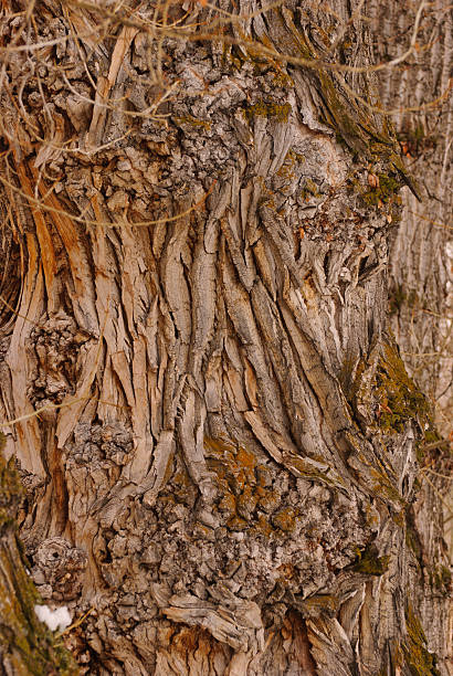 Tree Bark Patterns stock photo