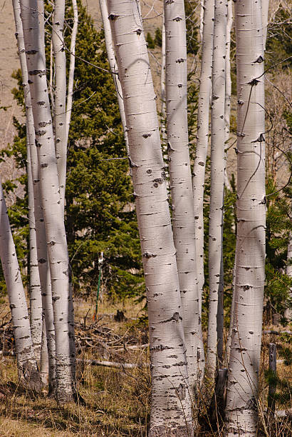 Aspen Trees stock photo