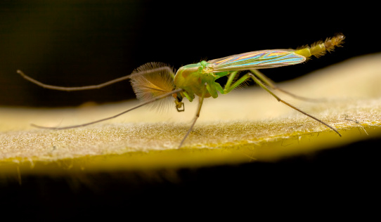 a colourful midge sitting on a leaf, with black background
