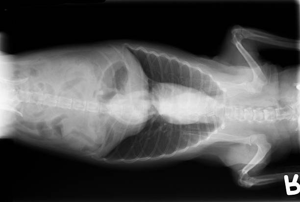 istock X-ray of small dog view from bottom to top 158947134