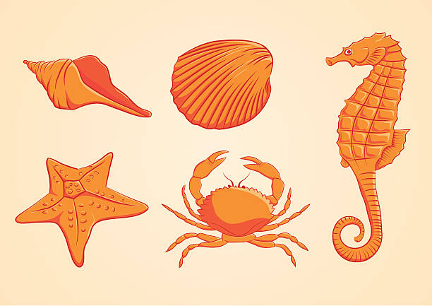 Sea Animal Orange vector art illustration