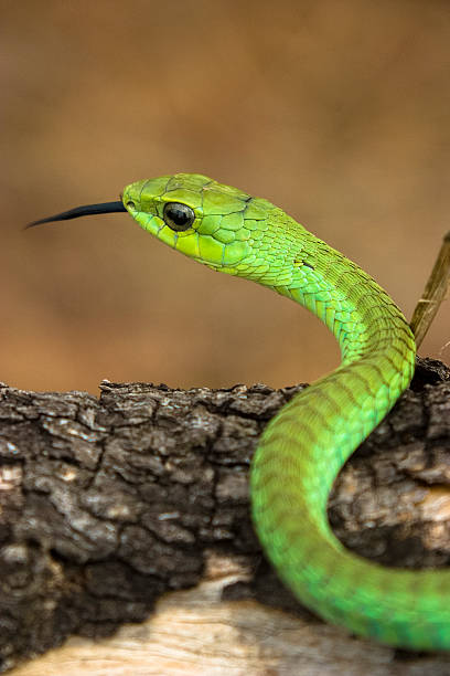 Boomslang in tree flicking tongue Mpumalanga Province, South Afr stock photo