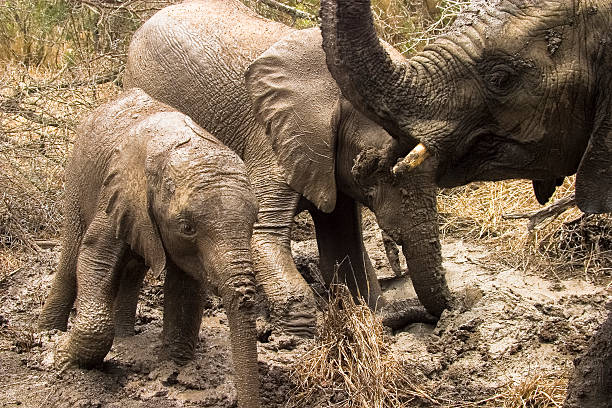 African elephants mud bathing Mpumalanga Province, South Africa stock photo