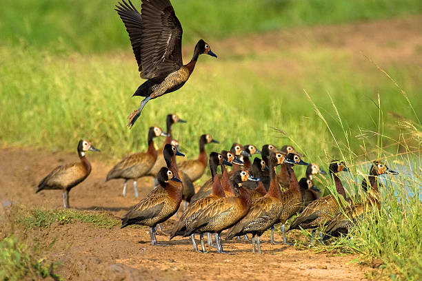 White-Faced Ducks stock photo