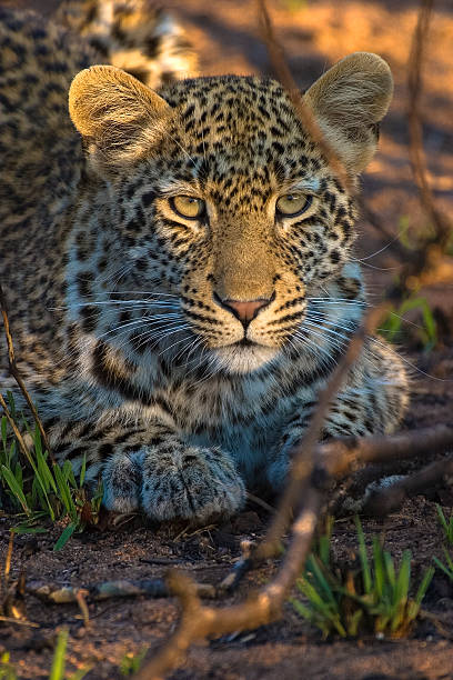 Leopard cub Mpumalanga Province, South Africa stock photo
