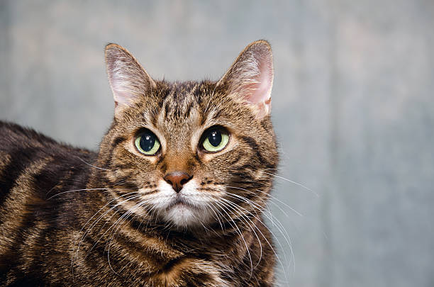 istock Adult tabby cat 158947449