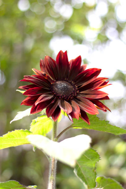 Red Sunflower in the Summer garden stock photo
