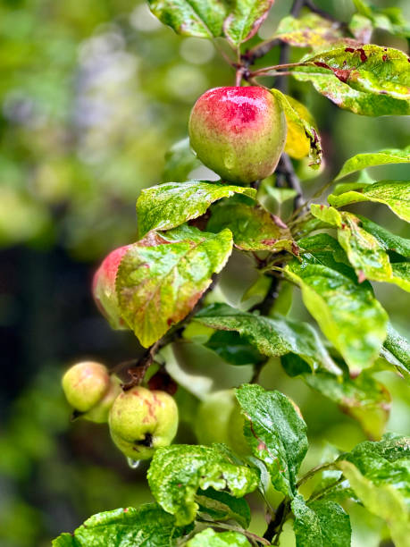 Apples on a rainy day on an apple tree stock photo