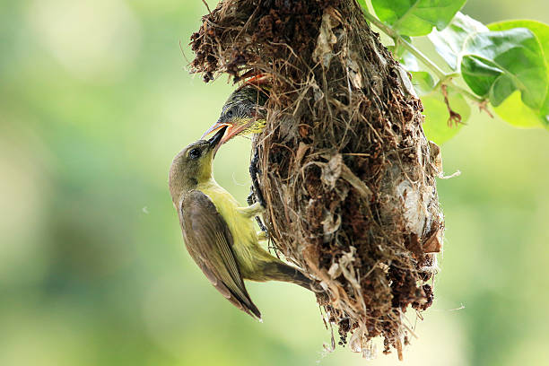 istock Back Olive Sun-bird family 158947993