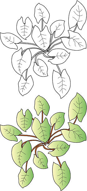 plant1 vector art illustration