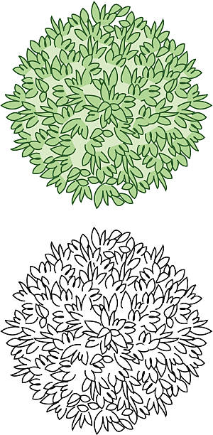 bush2 vector art illustration
