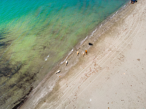 Aerial photos of sand and rock beaches in Albania by the adriatic sea at sunset. Wild cows cooling in sea water.