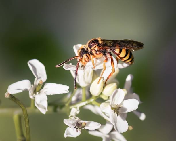istock Macro of a Nomada parasitic cuckoo bee on a wildflower 1589482896