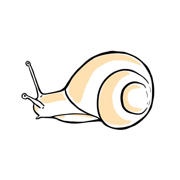 handgezeichnete schnecke. doodle-vektor-illustration - snail white background isolated on white garden snail stock-grafiken, -clipart, -cartoons und -symbole