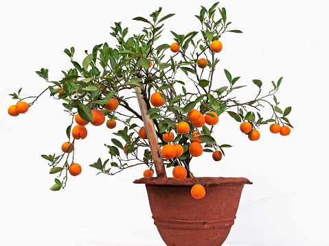 Citrus House plant potting
