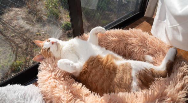 istock A cat relaxing with its stomach out 1589491040