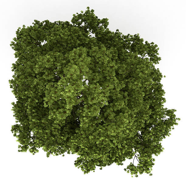 istock top view of field maple tree isolated on white background 158949523