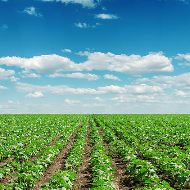 istock clouds and field with little sunflowers 158949610