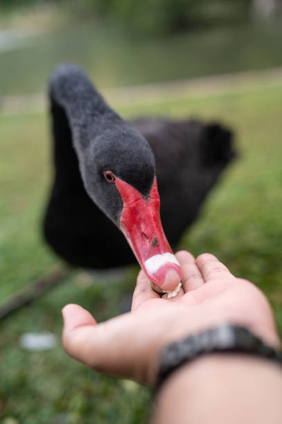 A Graceful Black Swan with a Red Beak Eating from a Hand