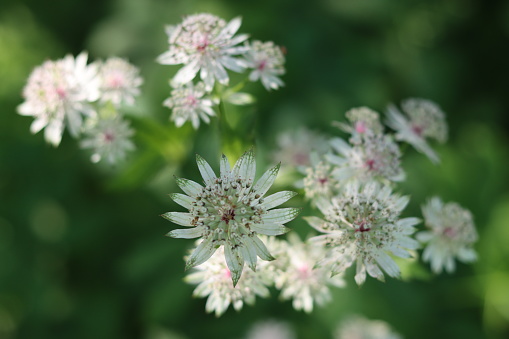 Close up of pale pink and cream astrantia flowers