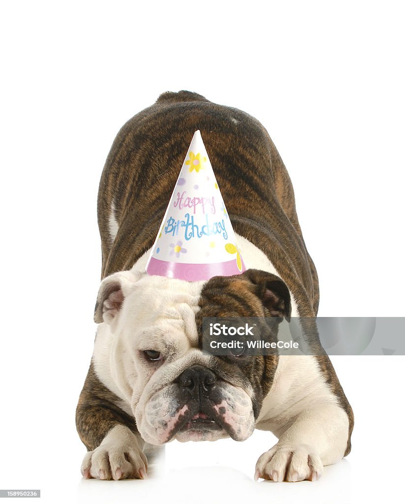 Perro de cumpleaños - Foto de stock de Animal libre de derechos