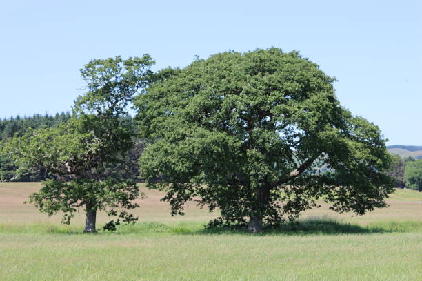 istock Large ancient trees in a summer meadow 1589504396