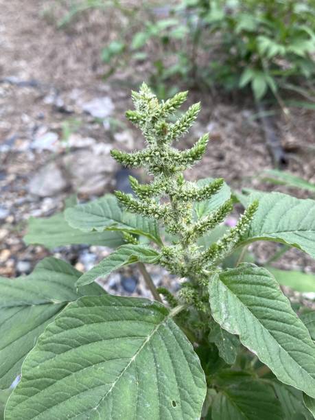 istock amaranth in nature garden 1589520055