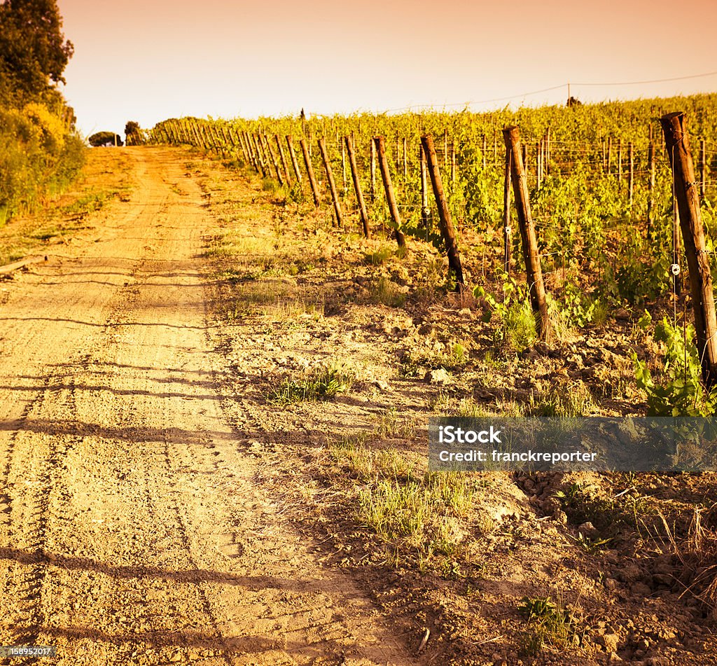 Região de Chianti hills com vinha ao pôr do sol em Toscana - Royalty-free Agricultura Foto de stock