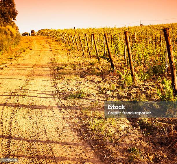 Região De Chianti Hills Com Vinha Ao Pôr Do Sol Em Toscana - Fotografias de stock e mais imagens de Agricultura