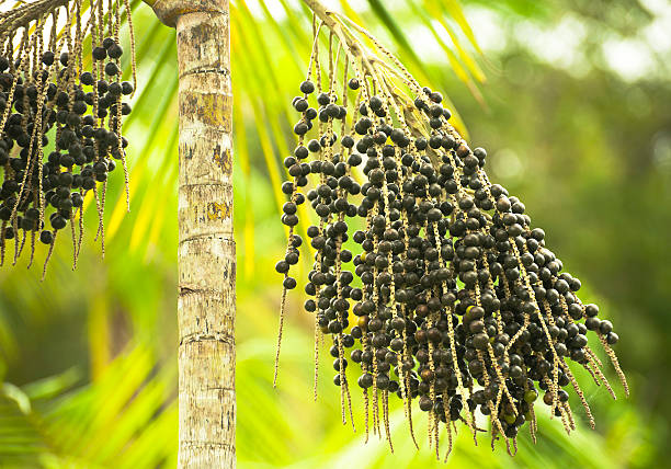 istock Acai Palm Euterpe Oleracea with black berries 158952401