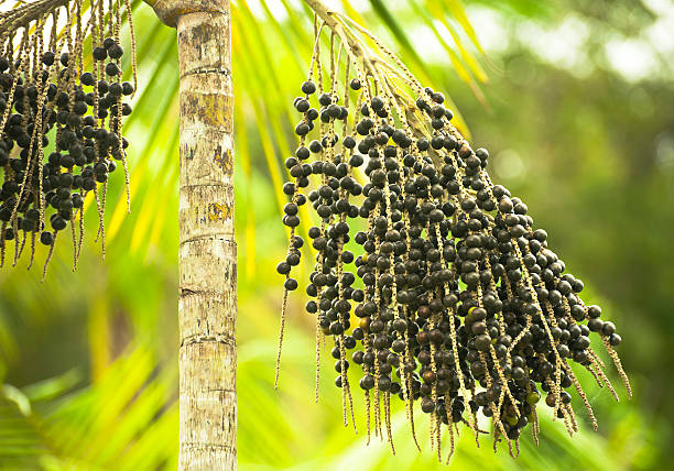 Acai Palm Euterpe Oleracea with black berries Açaí - fruit of the açaí palm (Euterpe oleracea) acai stock pictures, royalty-free photos & images