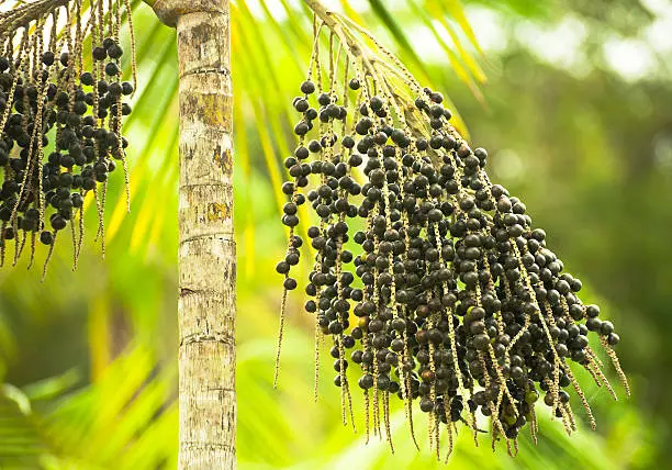 Açaí - fruit of the açaí palm (Euterpe oleracea)