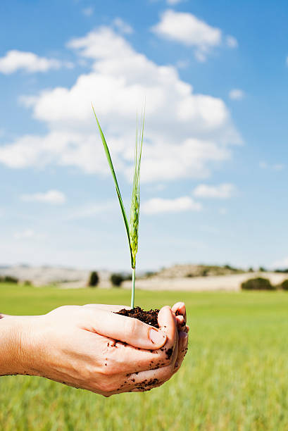 wachstum - barley grass seedling green stock-fotos und bilder