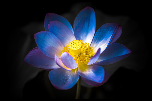Magical Blue Lotus with yellow stigs and fresh dew